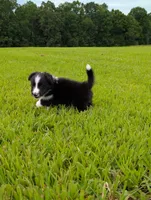 Teddy, a male Shetland Sheepdog for sale in Dickson, TN – 5 of 10