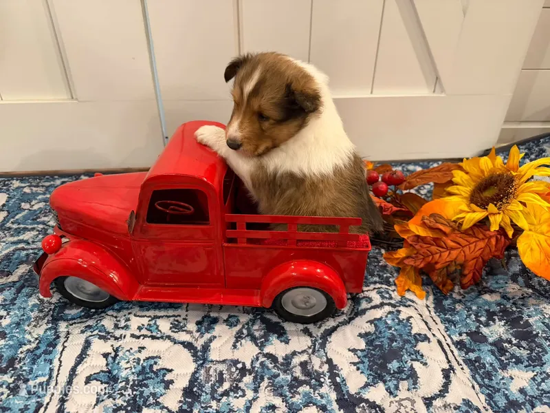 Teddy, a male Shetland Sheepdog for sale in Dickson, TN – 1 of 5