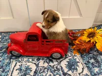 Teddy, a male Shetland Sheepdog for sale in Dickson, TN – 1 of 5