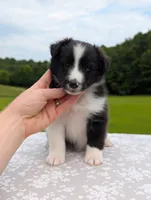 Teddy, a male Shetland Sheepdog for sale in Dickson, TN – 2 of 10
