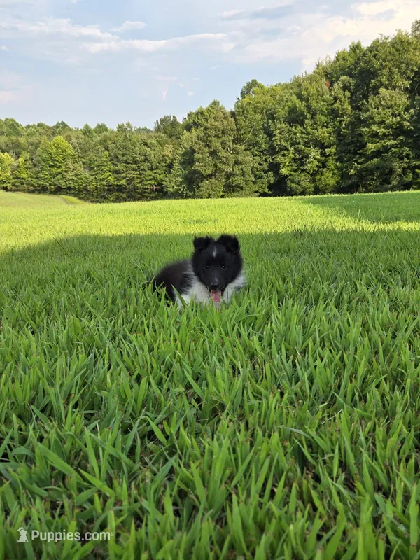 Tito – Shetland Sheepdog puppy for sale in Dickson, TN