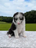 Tucker , a male Shetland Sheepdog for sale in Dickson, TN – 4 of 10