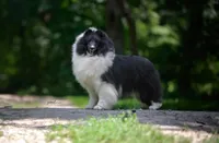 Tito, a male Shetland Sheepdog for sale in Dickson, TN – 7 of 10