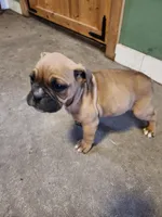 Daisy, a female Valley Bulldog for sale in Greenfield, MO – Photo 2 of 2