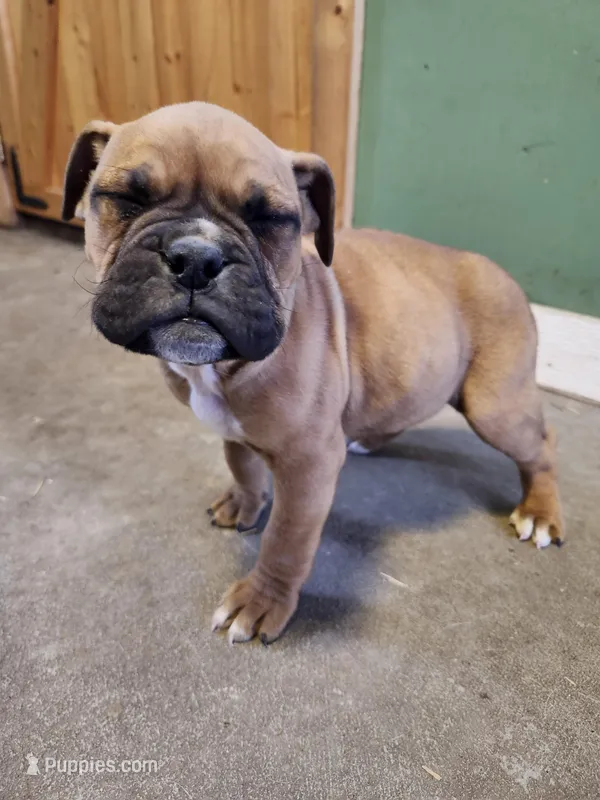 Daisy, a female Valley Bulldog for sale in Greenfield, MO – Photo 1 of 2