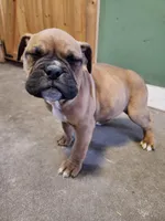 Daisy, a female Valley Bulldog for sale in Greenfield, MO – Photo 1 of 2