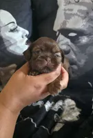 Hermione Grainger , a female Shih Tzu for sale in Chandler, AZ – 4 of 9