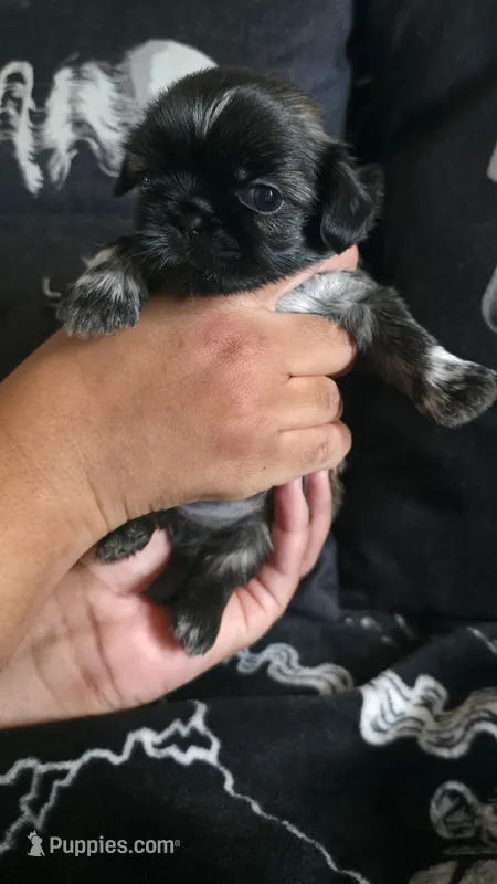 Harry Potter  – Shih Tzu puppy for sale in Chandler, AZ