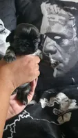 Harry Potter , a male Shih Tzu for sale in Chandler, AZ – 4 of 6
