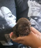 Hermione Grainger , a female Shih Tzu for sale in Chandler, AZ – 6 of 9
