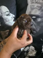 Hermione Grainger , a female Shih Tzu for sale in Chandler, AZ – 7 of 9