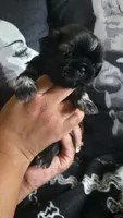Harry Potter , a male Shih Tzu for sale in Chandler, AZ – 2 of 6