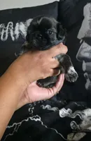Harry Potter , a male Shih Tzu for sale in Chandler, AZ – 6 of 6