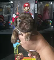 Hermione Grainger , a female Shih Tzu for sale in Chandler, AZ – 9 of 9