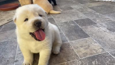 Chowski boy , a male Chow Chow and Siberian Husky for sale in Scranton, PA – 5 of 6