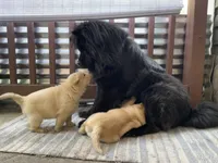 Chowsky girl 3 , a female Chow Chow and Siberian Husky for sale in Scranton, PA – 3 of 4
