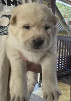 Chowski girl 2, a female Chow Chow and Siberian Husky for sale in Scranton, PA – 2 of 4