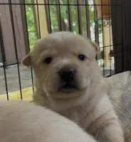 Chowsky girl 3 , a female Chow Chow and Siberian Husky for sale in Scranton, PA – 2 of 4