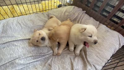Chowsky girl 3 , a female Chow Chow and Siberian Husky for sale in Scranton, PA – 4 of 4