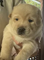 Chowsky girl 3 , a female Chow Chow and Siberian Husky for sale in Scranton, PA – 1 of 4