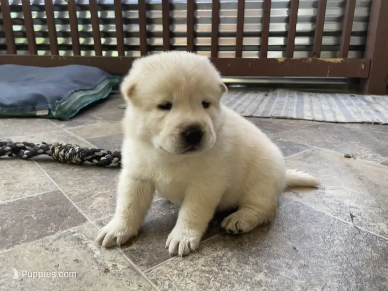 Chowski boy  – Chow Chow, Siberian Husky puppy for sale in Scranton, PA