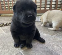 Chowski girl 1 , a female Chow Chow and Siberian Husky for sale in Scranton, PA – 1 of 3