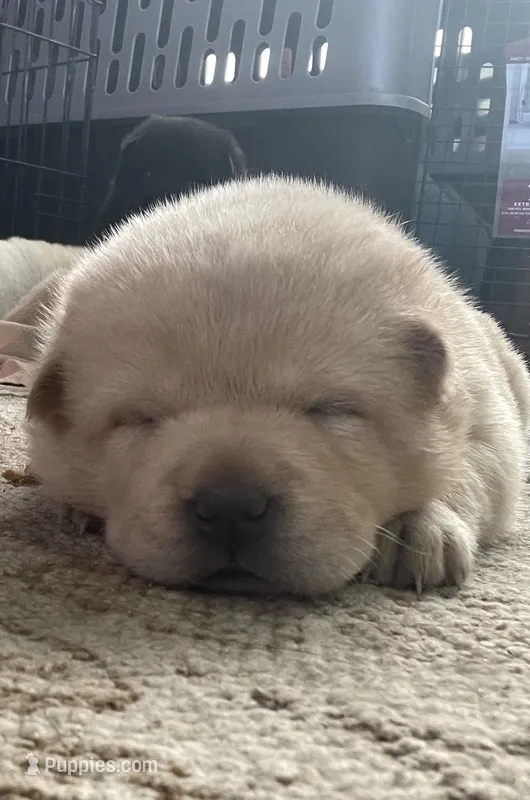 Chowski girl 2 – Chow Chow, Siberian Husky puppy for sale in Scranton, PA