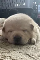 Chowski girl 2, a female Chow Chow and Siberian Husky for sale in Scranton, PA – 1 of 4
