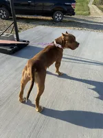 Red, a female American Bully for sale in Newark, OH – Photo 7 of 8