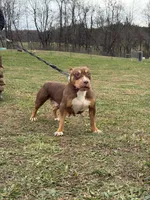 Red, a female American Bully for sale in Newark, OH – Photo 1 of 8