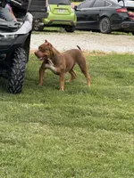 Red, a female American Bully for sale in Newark, OH – Photo 3 of 8