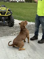Red, a female American Bully for sale in Newark, OH – Photo 4 of 8