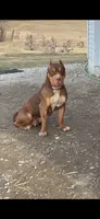 Red, a female American Bully for sale in Newark, OH – Photo 2 of 8