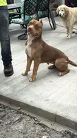 Red, a female American Bully for sale in Newark, OH – Photo 5 of 8