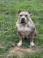 Hazel, a male American Bully for sale in Newark, OH – Photo 4 of 4