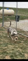 Hazel, a male American Bully for sale in Newark, OH – Photo 1 of 4