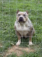 Hazel, a male American Bully for sale in Newark, OH – Photo 3 of 4