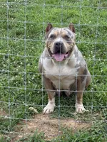 Hazel, a male American Bully for sale in Newark, OH – Photo 2 of 4