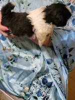 ADAM, a male Pekingese and Shih Tzu for sale in Grand Saline, TX – 4 of 5