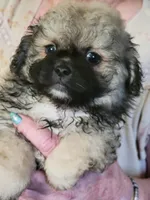 ADAM, a male Peekapoo for sale in Grand Saline, TX – Photo 1 of 4