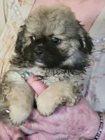 ADAM, a male Peekapoo for sale in Grand Saline, TX – Photo 4 of 4