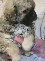 ADAM, a male Peekapoo for sale in Grand Saline, TX – Photo 3 of 4