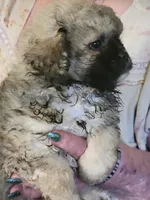 ADAM, a male Peekapoo for sale in Grand Saline, TX – Photo 2 of 4