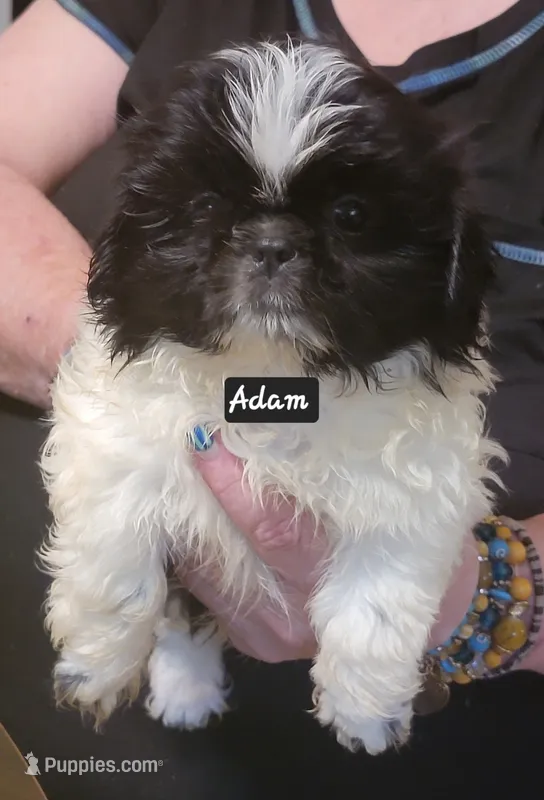 ADAM, a male Pekingese and Shih Tzu for sale in Grand Saline, TX – 1 of 9
