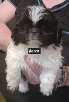 ADAM, a male Pekingese and Shih Tzu for sale in Grand Saline, TX – 1 of 9