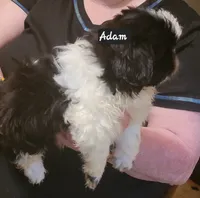 ADAM, a male Pekingese and Shih Tzu for sale in Grand Saline, TX – 2 of 9