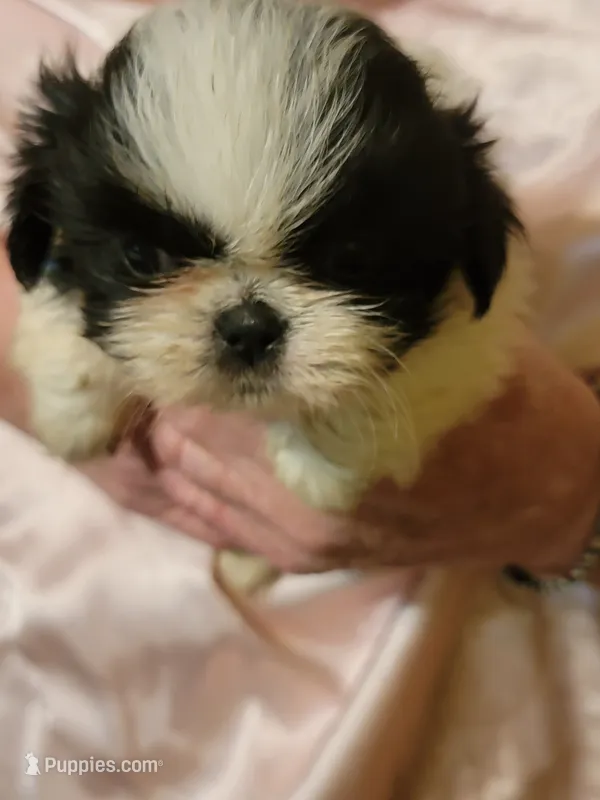 Priceless  – Shihpoo puppy for sale in Grand Saline, TX