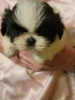 Priceless , a female Shihpoo for sale in Grand Saline, TX – 1 of 2