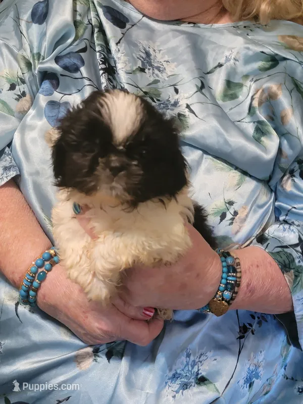 ADAM – Pekingese, Shih Tzu puppy for sale in Grand Saline, TX