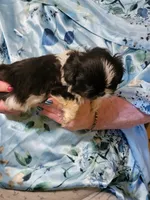 Bo, a male Shihpoo for sale in Grand Saline, TX – 2 of 2
